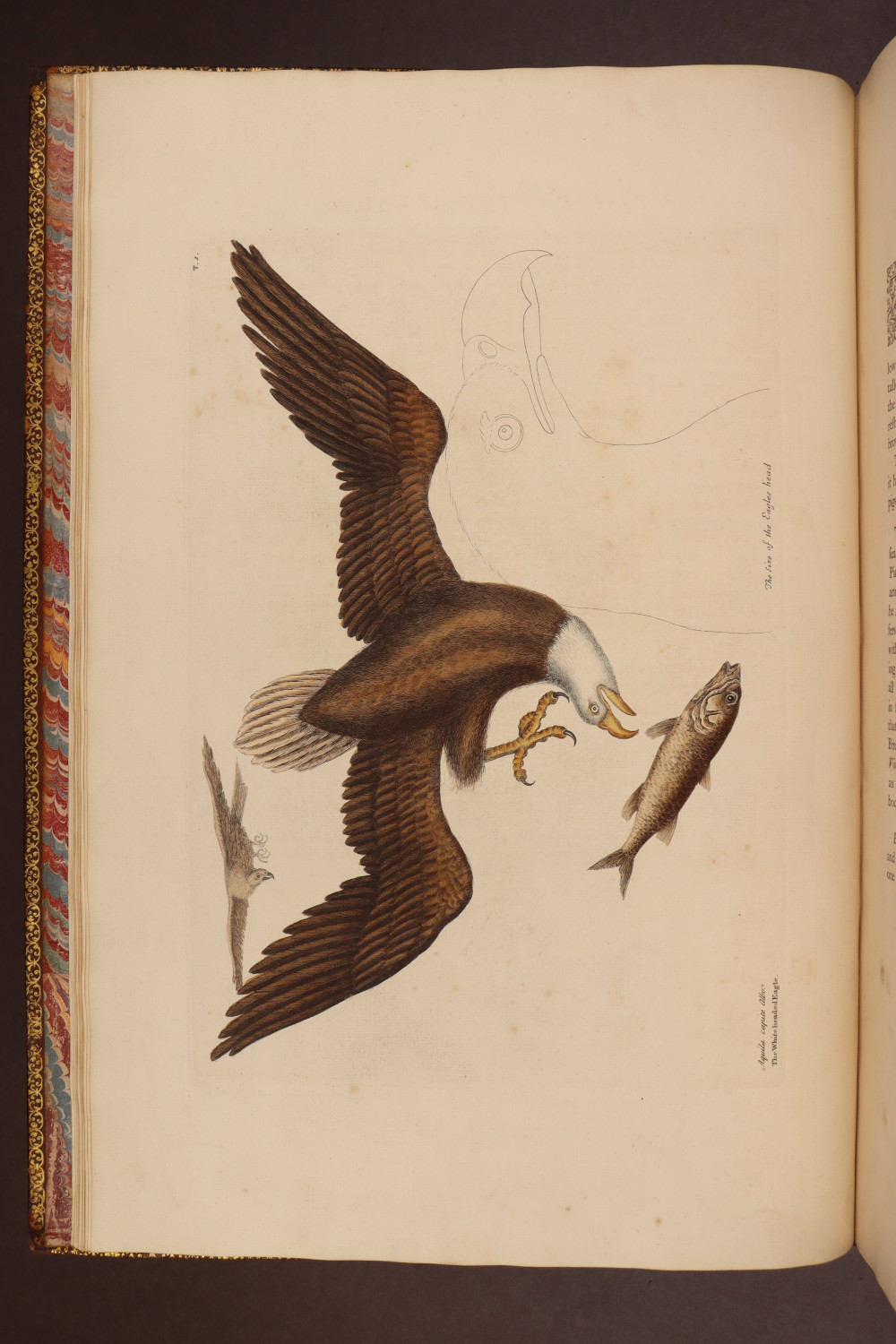 Plate 1
